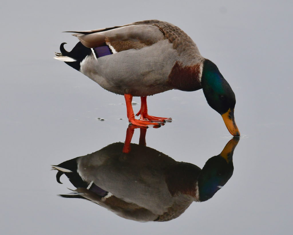 "Walking on Water" by August Schwerdfeger