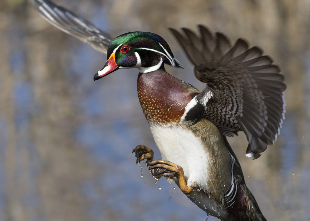 "Woodie Landing" by Joe Briant