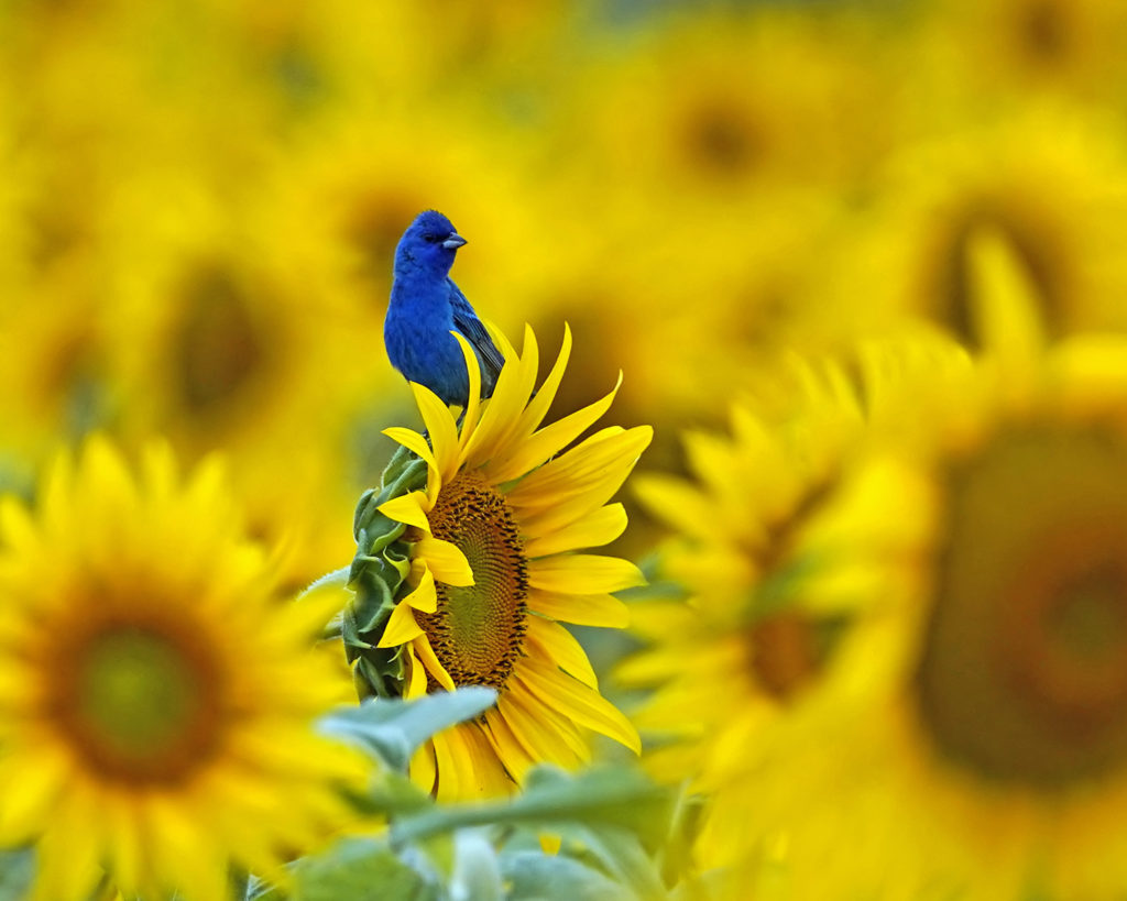 "Indigo Bunting" by Justin Pruden