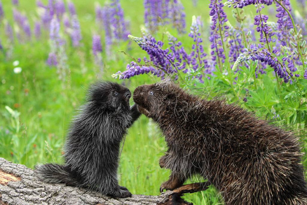 "Mom and Junior Having a Heart to Heart" by William Brose